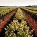 Coonawarra Wine Tours