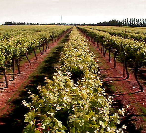 Coonawarra Wine Region