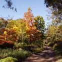 Coonawarra Wine Region